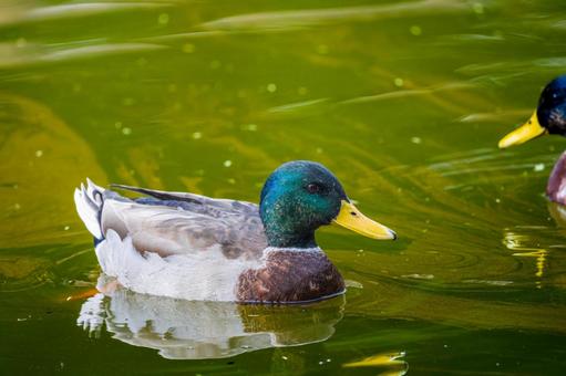 池を泳ぐマガモのオス 池を泳ぐマガモのオス マガモ,カモ,鴨の写真素材