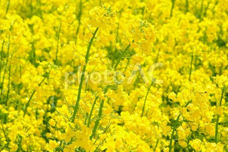 春の菜の花（セイヨウアブラナ）の写真素材 菜の花,セイヨウアブラナ,カラシナの写真素材