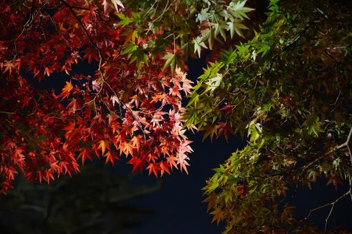 漆黒の夜空に浮かぶ赤と緑の鮮烈な紅葉 紅葉,モミジ,カエデの写真素材