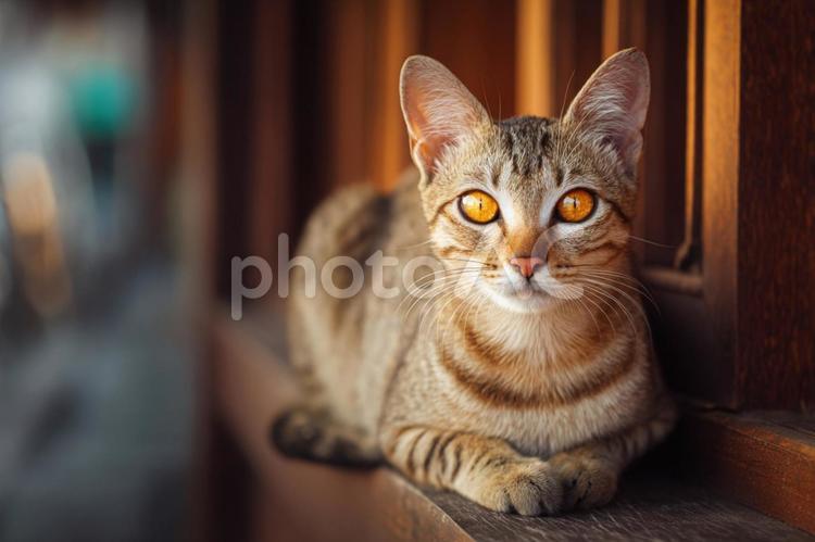 木製の窓と猫 ねこ,動物,ペットの写真素材