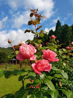 青空と紅バラの写真