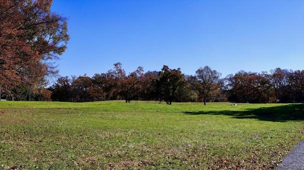 千葉県若葉区の秋の加曽利貝塚公園 千葉県若葉区の秋の加曽利貝塚公園 紅葉,公園,千葉の写真素材