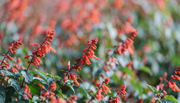 夏から秋の花サルビア 8月 9月 10月 夏から秋の花サルビア 8月 9月 10月の写真