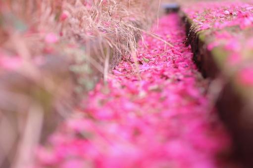 地面に積もった山茶花のピンクの花びら 地面に積もった山茶花のピンクの花びら 花,山茶花,風景の写真素材