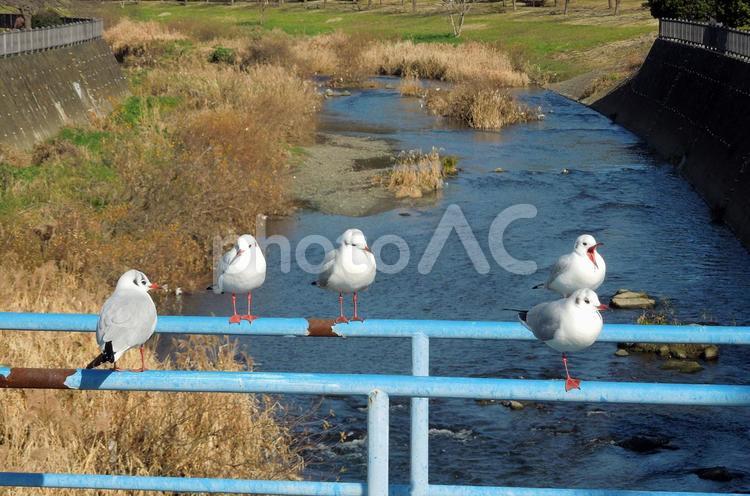 ユリカモメ ユリカモメ,ゆりかもめ,鳥の写真素材