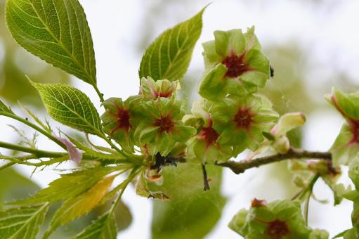 黄緑色の桜　御衣黄 御衣黄,花,桜の写真素材