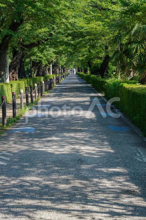東京港区南青山2丁目の並木道の風景 並木道,夏,散歩道の写真素材