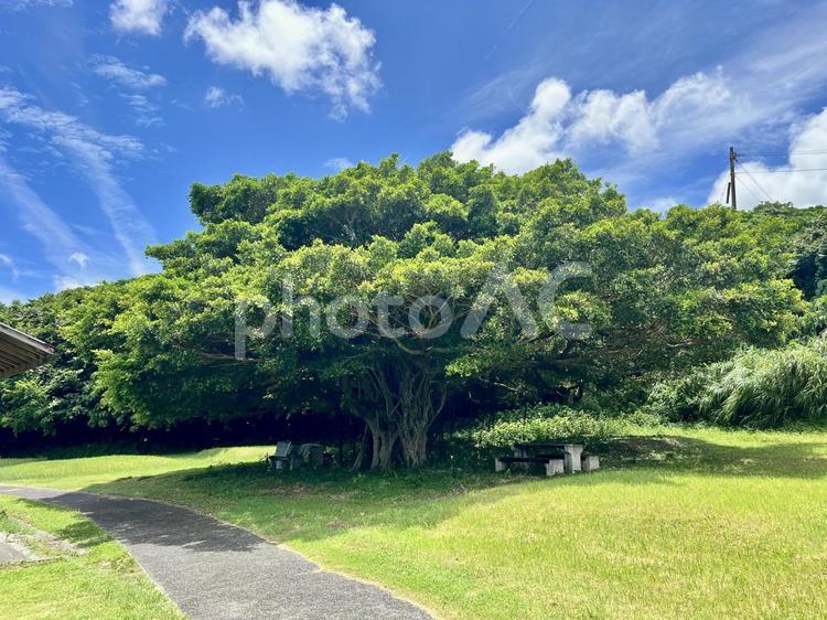 芝生の公園にある大きな木1 公園,植物,木の写真素材