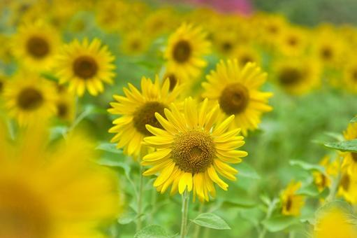 可憐なひまわりの花 可憐なひまわりの花の写真