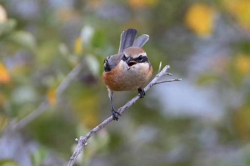 モズ モズ,百舌鳥,冬鳥の写真素材