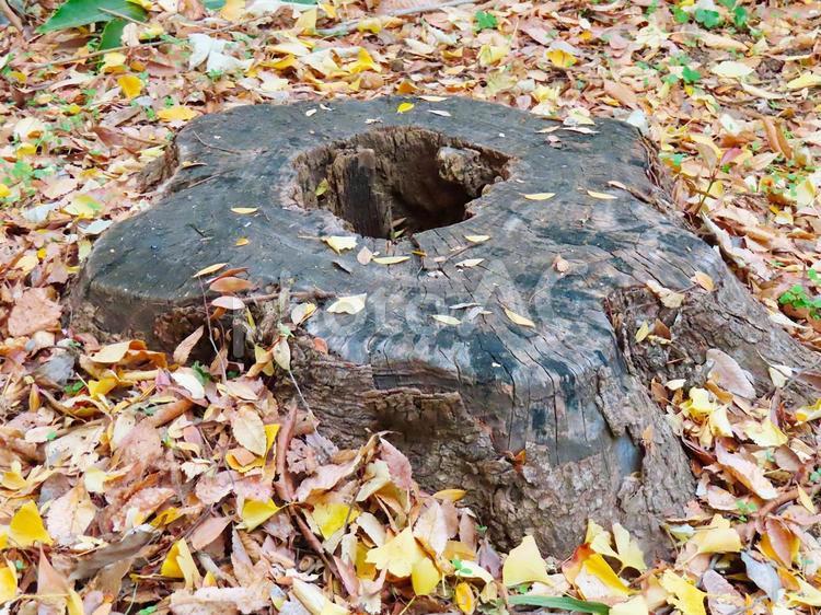 北の丸公園　洞のある切り株と秋の落ち葉 洞,切り株,紅葉の写真素材