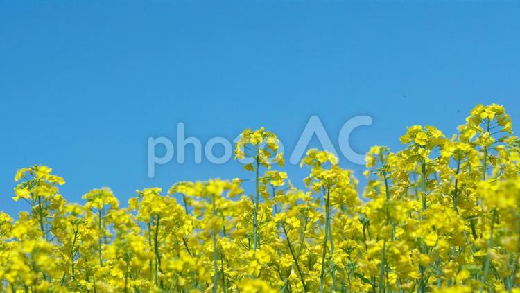絶景の菜の花畑 菜の花,菜の花畑,花の写真素材