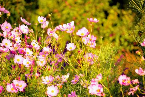 朝日とコスモス 花,コスモス,アキザクラの写真素材