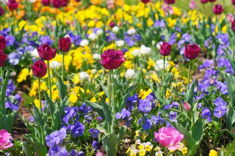 色鮮やかな花壇　春のいろどり 花壇,チューリップ,庭園の写真素材