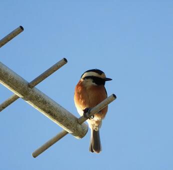 野鳥 野鳥,可愛い,自然の写真素材