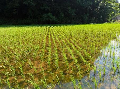 Photo, rice planting, weeding, water, 