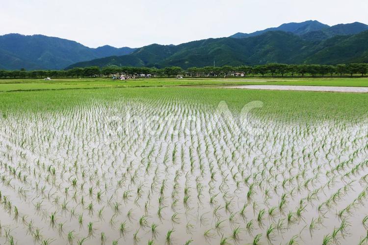 水田　田んぼ　田植え　田園 田植え,米,田んぼの写真素材