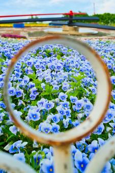 花時計 花時計の写真
