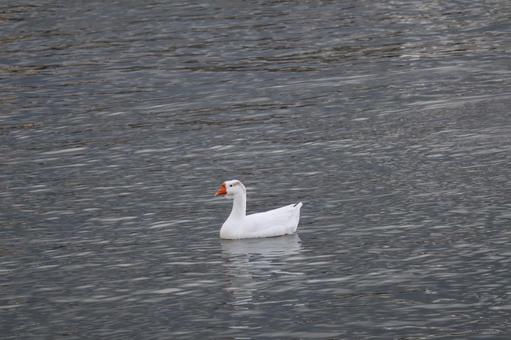 池の波の水面を泳ぐガチョウ 池,波,水面の写真素材