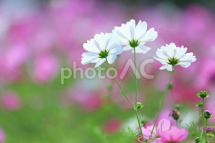 コスモス 白い花 No 写真素材なら 写真ac 無料 フリー ダウンロードok