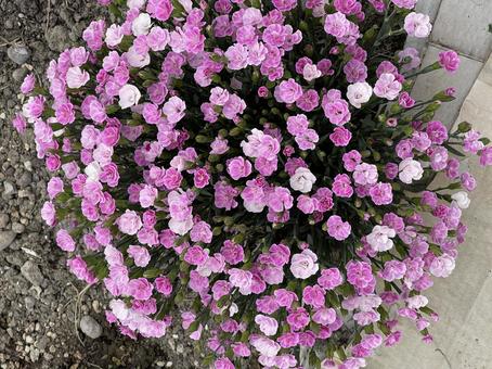 花 花 ガーデニング,鮮やか,庭の写真素材