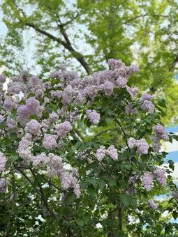 藤の花 藤の花 北海道,藤の花,枯れかけてるの写真素材
