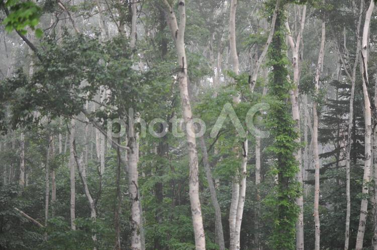 霧の白樺林 白樺林,霧,霞むの写真素材