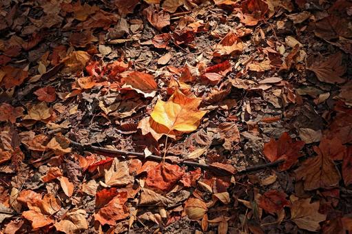 秋のイメージ_落ち葉 落ち葉,落葉,秋の写真素材