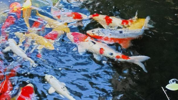 泳ぐ宝石錦鯉 泳ぐ宝石錦鯉 錦鯉,鯉,鑑賞魚の写真素材