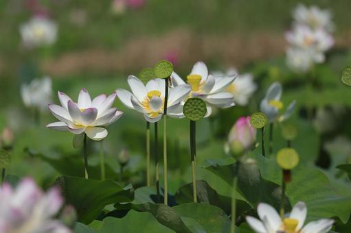 夏の日の花蓮② 夏の日の花蓮②の写真