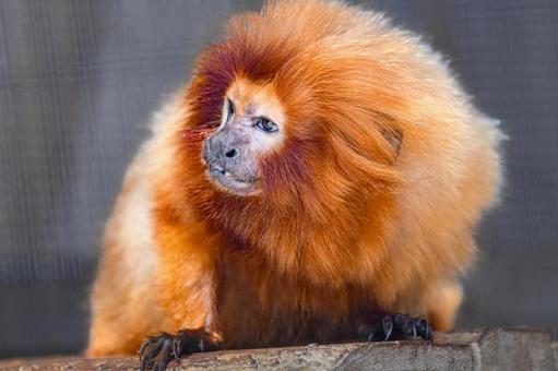 ゴールデンライオンタマリン ゴールデンライオンタマリン ゴールデンライオンタマリン,浜松市動物園,はまzooの写真素材