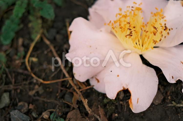 地面に落ちた儚げな花 花,自然,地面の写真素材