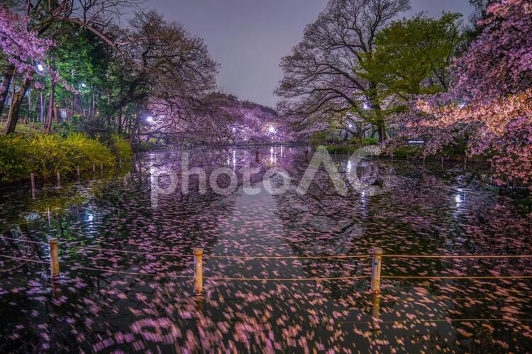 井の頭公園の夜桜１０ さくら,サクラ,ソメイヨシノの写真素材
