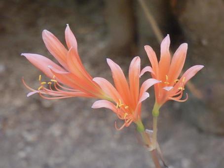 【花の写真】庭に咲くキツネノカミソリ 【花の写真】庭に咲くキツネノカミソリの写真