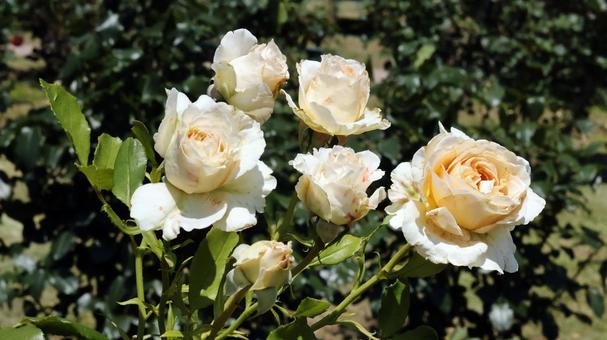 ばらの花 ばらの花の写真