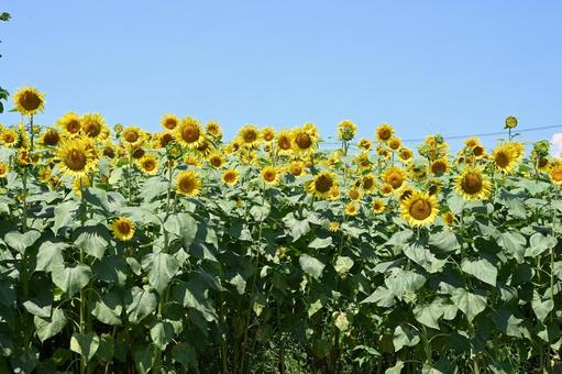 Sunflowers and blue sky, JPG