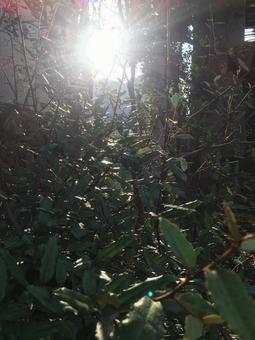 木漏れ日 木漏れ日の写真