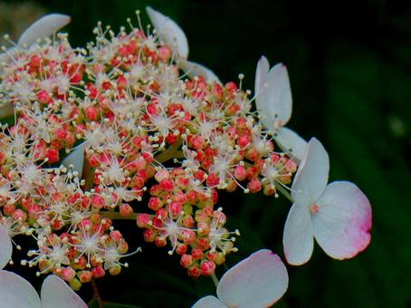 日本の花 日本の花 あじさい,あじさい祭り,アジサイの写真素材