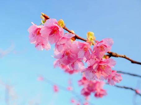 Scenery with Kawazu cherry blossoms, JPG Scenery with Kawazu cherry blossoms, JPG