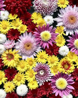 彩る花たち 菊,キク,マムの写真素材