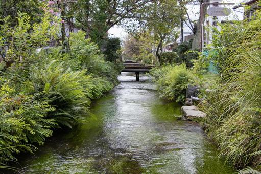醒井宿 地蔵川 醒井宿 地蔵川 醒井宿,居醒の清水,地蔵川の写真素材