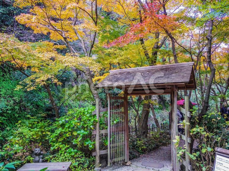 【神奈川県】鎌倉市・一条恵観山荘 一条恵観山荘,紅葉,秋の写真素材