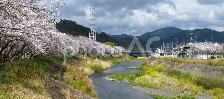 春爛漫の美しい景色 桜,桜並木,桜トンネルの写真素材