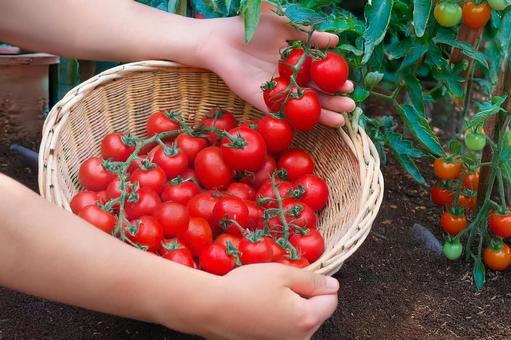 家庭菜園で収穫したミニトマト 家庭菜園で収穫したミニトマトの写真