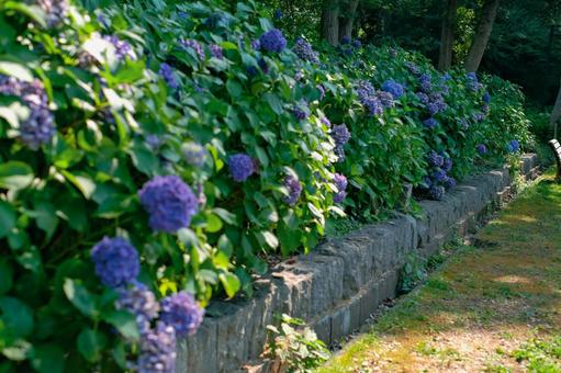 Roadside hydrangea, JPG Roadside hydrangea, JPG