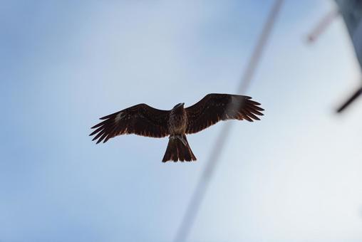 A black kite flies away quickly after getting the scattered bait, JPG A black kite flies away quickly after getting the scattered bait, JPG