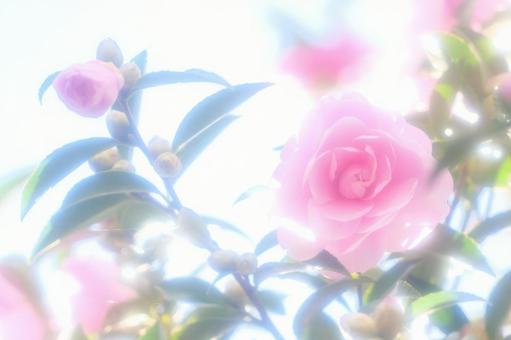 ソフトなイメージのサザンカ サザンカ,山茶花,秋の写真素材