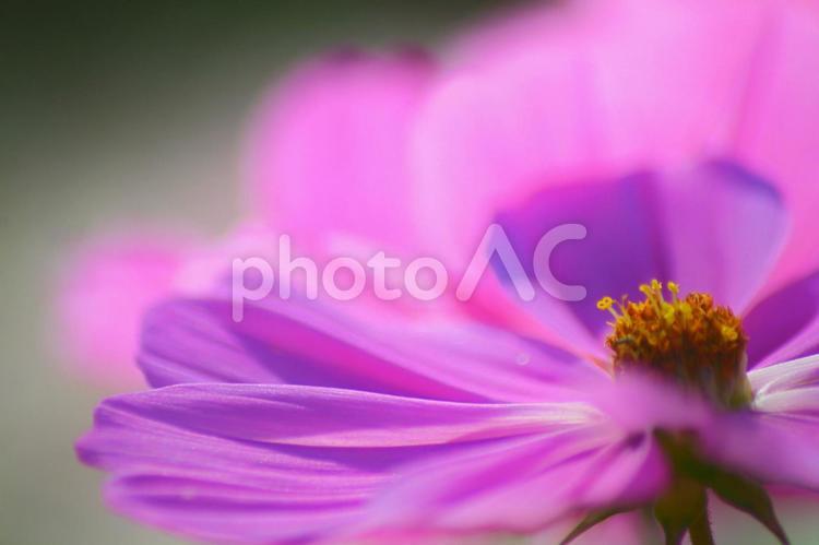 やさしい世界〜恥ずかしそうに微笑む秋桜〜 自然,秋桜,花の写真素材