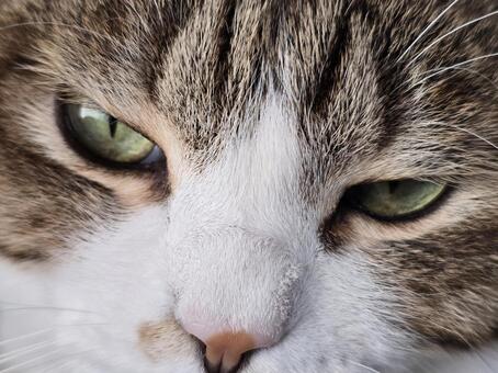 猫　アップ 猫,ネコ,キジトラの写真素材