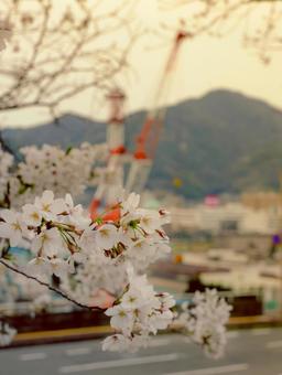 桜 桜の写真